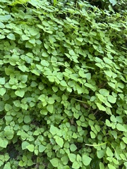 Parietaria floridana