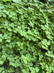 Parietaria floridana