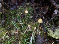 Galerina semilanceata