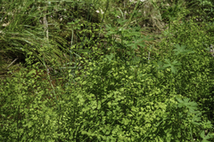 Adiantum aethiopicum