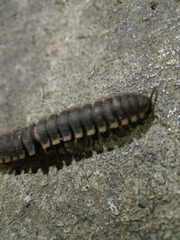 Nyssodesmus python