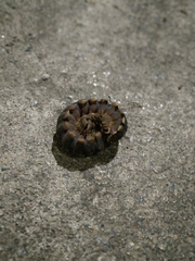 Nyssodesmus python