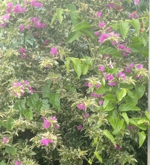 Bougainvillea glabra