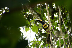 Pteroglossus pluricinctus