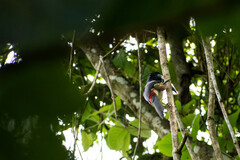 Pteroglossus pluricinctus