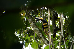 Pteroglossus pluricinctus