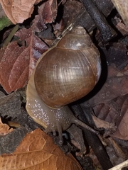 Megalobulimus oblongus