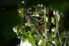 Pteroglossus pluricinctus