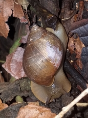 Megalobulimus oblongus