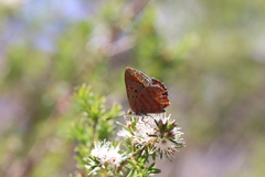 Hypochrysops ignitus