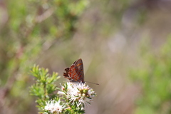 Hypochrysops ignitus