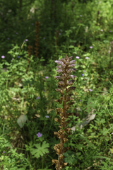 Orobanche
