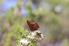 Hypochrysops ignitus