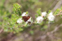 Hypochrysops ignitus