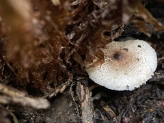Leucoagaricus