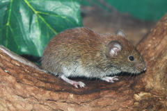 Clethrionomys gapperi