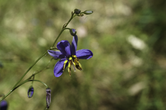 Dianella