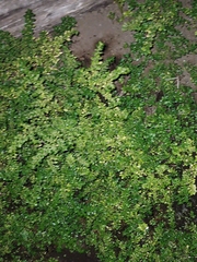 Callitriche stagnalis