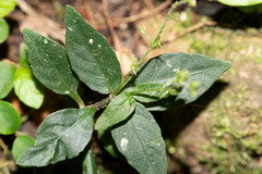 Graptophyllinae