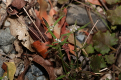Spermacoce multicaulis