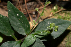 Graptophyllinae