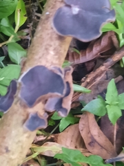 Auricularia nigricans