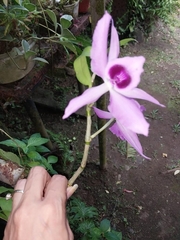 Dendrobium anosmum