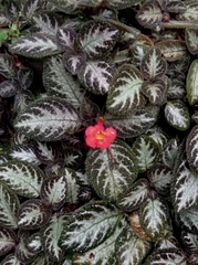Episcia cupreata