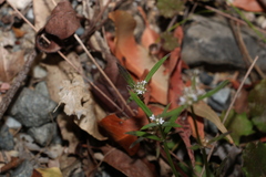 Spermacoce multicaulis