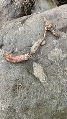 Styela montereyensis