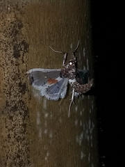 Neoleucinodes