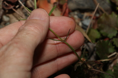 Spermacoce multicaulis