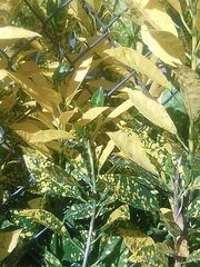 Codiaeum variegatum