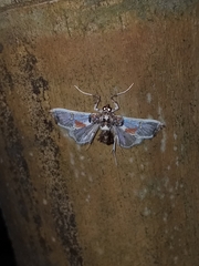 Neoleucinodes