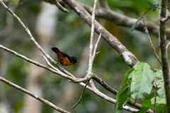 Euphonia rufiventris