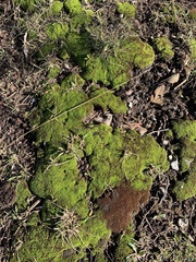 Didymodon