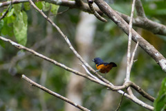 Euphonia rufiventris