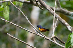 Euphonia rufiventris