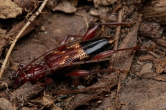 Coptocercus aberrans