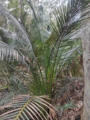 Macrozamia communis