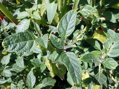Brugmansia sanguinea