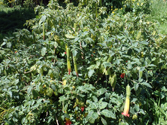 Brugmansia sanguinea
