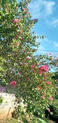 Bougainvillea spectabilis