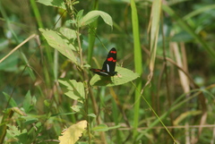 Heliconius telesiphe