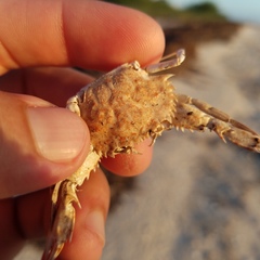 Portunidae