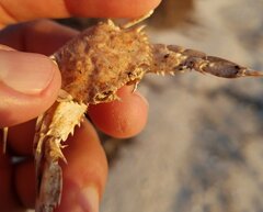 Portunidae