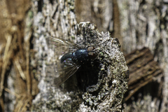 Protophormia terraenovae