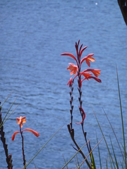 Watsonia tabularis