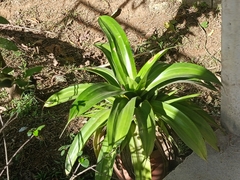 Agave desmettiana