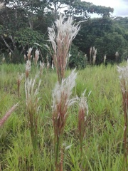 Andropogon bicornis
